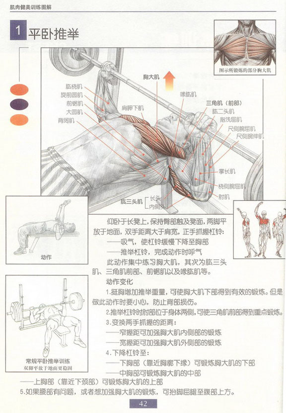平卧推举（胸大肌）.bmp